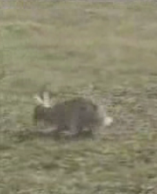 Don't Mess With Texas! (Angry Rabbit Edition)